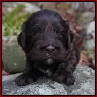 Fanny Deacon pups 3 wks old 91
