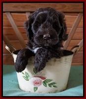 Fanny Deacon pups 6 wks old 81