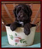 Fanny Deacon pups 6 wks old 91
