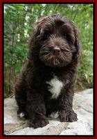 Fanny Descon pups 8 wks old 3202