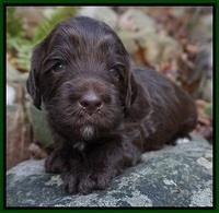 Fanny Deacon pups 3 wks old 161