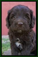 Fanny Deacon pups 5 wks old 231
