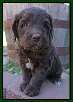 Fanny Deacon pups 5 wks old 251