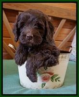 Fanny Deacon pups 6 wks old 111