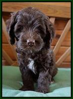 Fanny Deacon pups 6 wks old 131