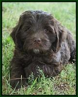 Fanny Deacon pups 7 wks old 181