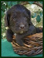 fanny Deacon pups 4 wks old 151