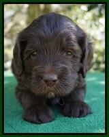 fanny Deacon pups 4 wks old 161