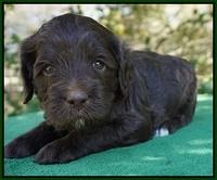 fanny Deacon pups 4 wks old 171