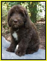 Fanny Deacon pups 8 wks old 23000