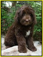 Fanny Deacon pups 8 wks old 43000