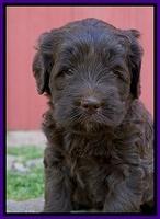 Fanny Deacon pups 5 wks old 201