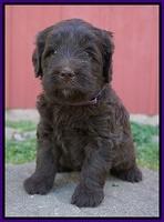 Fanny Deacon pups 5 wks old 211