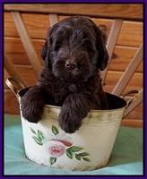 Fanny Deacon pups 6 wks old 171