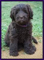 Fanny Deacon pups 7 wks old 271