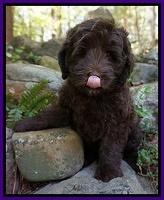 Fanny Deacon pups 8 weeks old 81