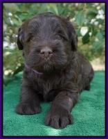 fanny Deacon pups 4 wks old 241