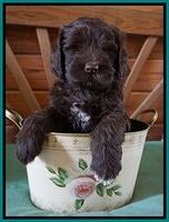 Fanny Deacon pups 6 wks old 211