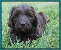 Fanny Deacon pups 7 wks old 311