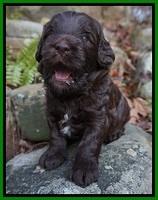 Fanny Deacon pups 3 wks old 251