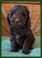 Fanny Deacon pups 6 wks old 271