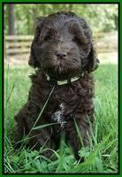 Fanny Deacon pups 7 wks old 331