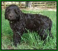 Fanny Deacon pups 7 wks old 341