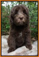 Fanny Descon pups 8 wks old 7202