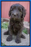 Fanny Deacon pups 5 wks old 281