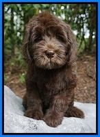 Fanny Deacon pups 8 wks old 31000