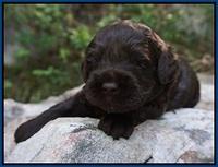 Dior Parson pups 3 wks old 71