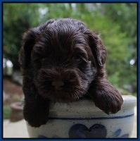 Dior Parson pups 4 wks old 41