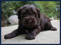 Dior Parson pups 4 wks old 61