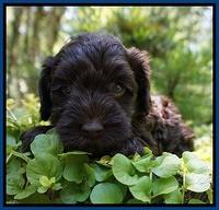 Dior Parson pups 5 wks old 61