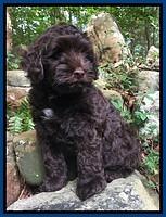 Dior Parson pups 8 weeks old 11