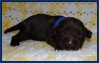Dior Parson pups one week old 21