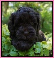 Dior Parson pups 5 wks old 31