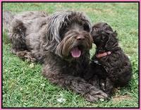 Dior Parson pups 6 wks old101