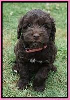 Dior Parson pups 6 wks old51