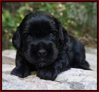 Dior Parson pups 3 wks old 41