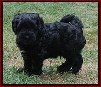 Dior Parson pups 6 wks old141