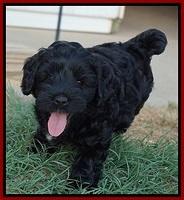 Dior Parson pups 7 weeks old 131