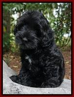 Dior Parson pups 8 weeks old 91