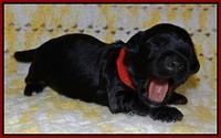 Dior Parson pups one week old 51