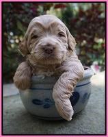Ivory Harbins 3 wks old 11