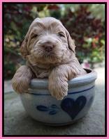 Ivory Harbins 3 wks old 21