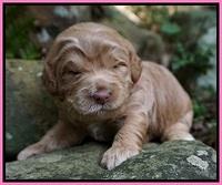 Ivory Harbins pups 2 wks old 21