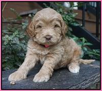 Ivory Harbins pups 4 wks old 31