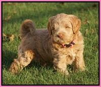 Ivory Harbins pups 5 weeks old 21