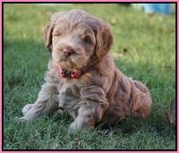 Ivory Harbins pups 5 weeks old 51
